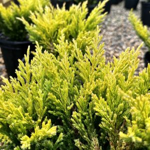 Juniperus horizontalis 'Limeglow'