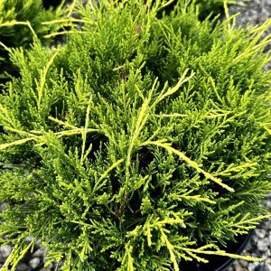 Juniperus x pfitzeriana 'Monsan' Sea of Gold® PP17622
