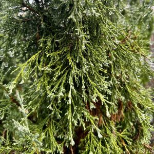 Juniperus virginiana 'Taylor'