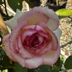 Rosa x 'Meiviolin' Eden®