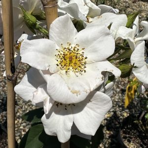 Rosa x 'Sally Holmes'