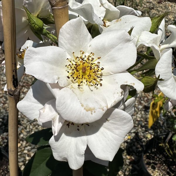 Rosa x 'Sally Holmes'