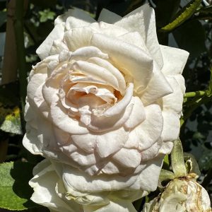 Rosa x 'White Eden®' PP16739