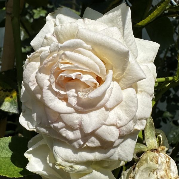 Rosa x 'White Eden®' PP16739