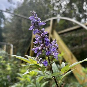 Vitex agnus-castus 'Shoal Creek'