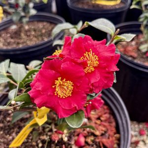 Camellia sasanqua 'Dragon's Blood'