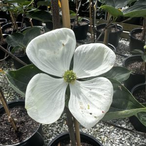 Cornus x 'KN-30-8' Venus® PP16309