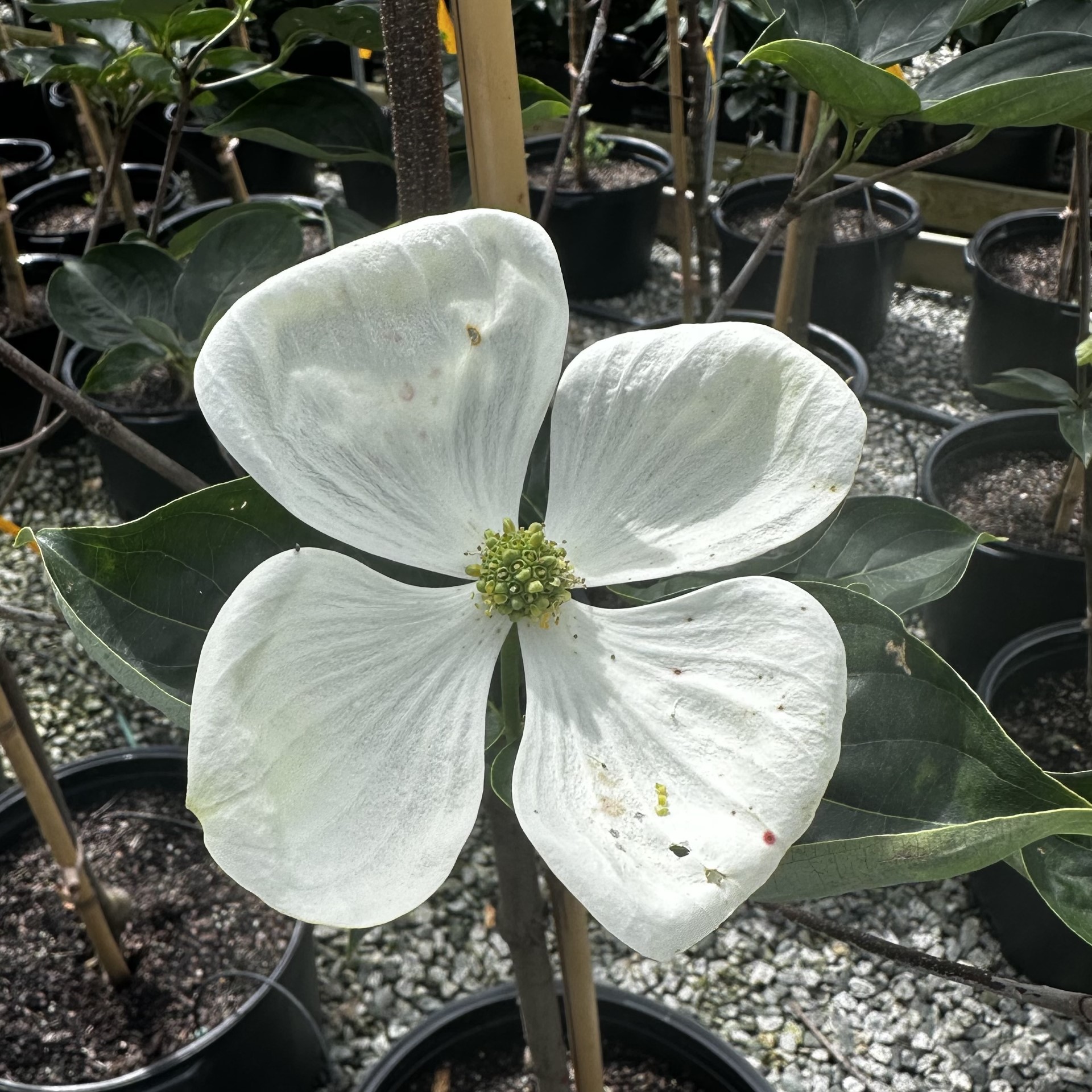 Cornus x 'KN-30-8' Venus® PP16309
