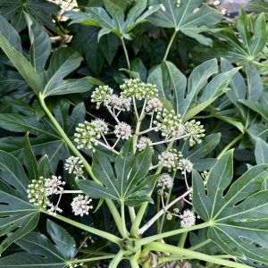 Fatsia japonica