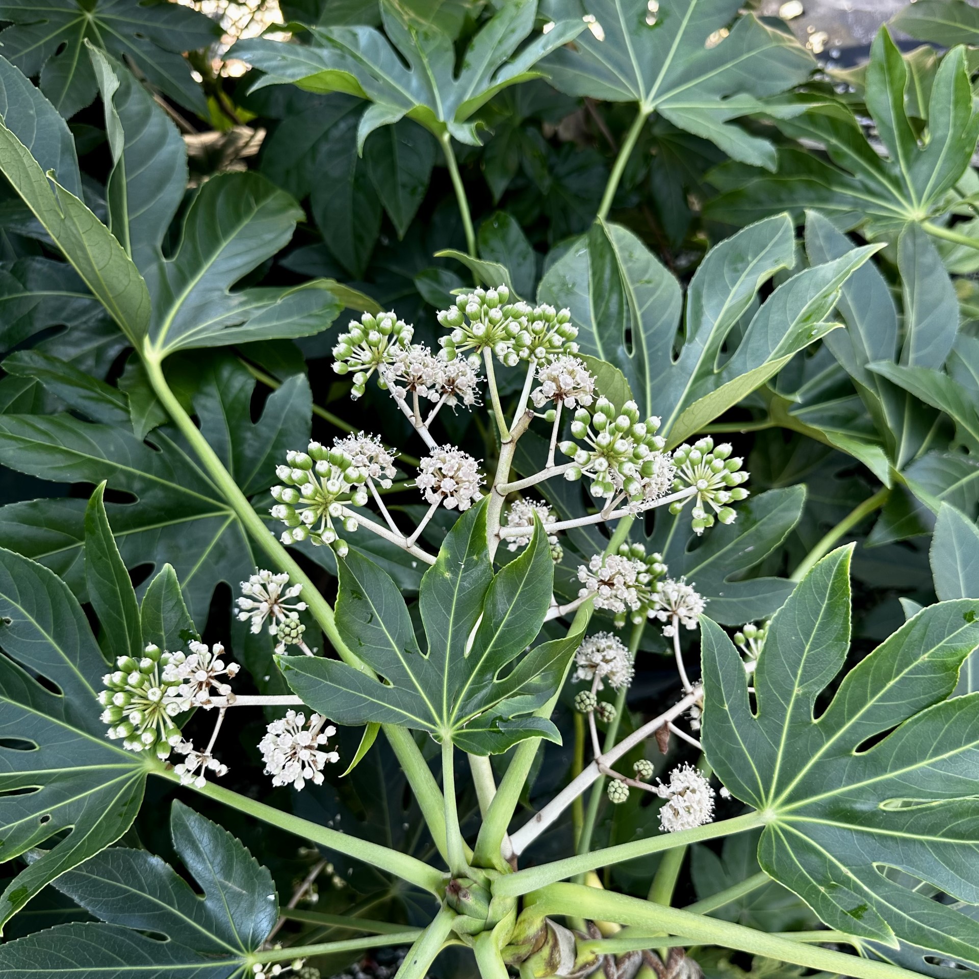 Fatsia japonica