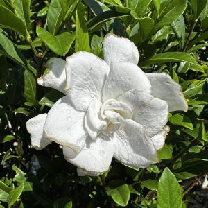 Gardenia jasminoides 'August Beauty'