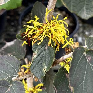 Hamamelis mollis 'Wisley Supreme'