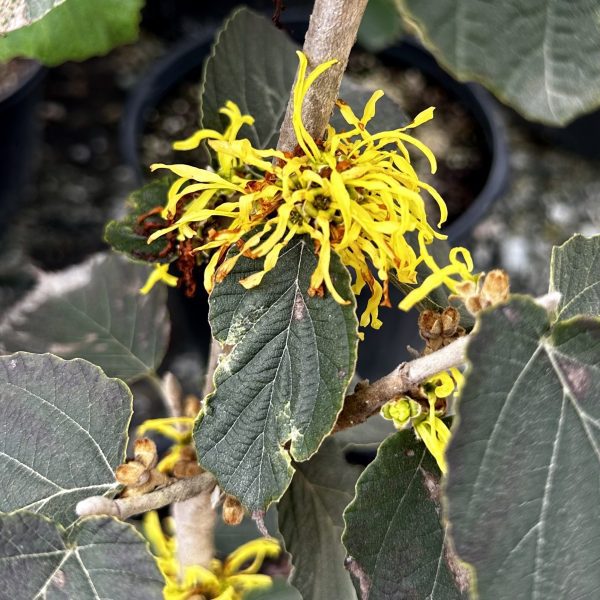 Hamamelis mollis 'Wisley Supreme'