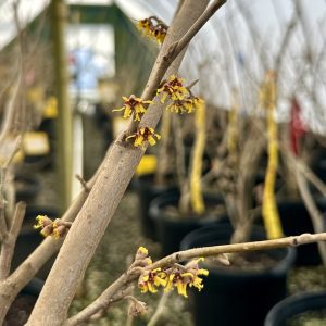 Hamamelis vernalis