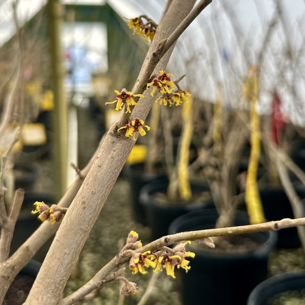 Hamamelis vernalis