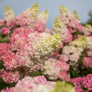 Hydrangea paniculata 'RENBA' First Editions® Berry White® PP28509