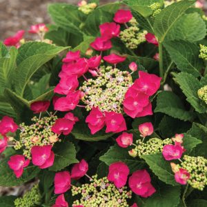 Hydrangea macrophylla 'McKay' Cherry Explosion™ PP28757