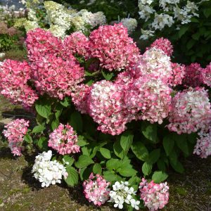 Hydrangea paniculata 'RENDIA' Diamond Rouge® PP24667