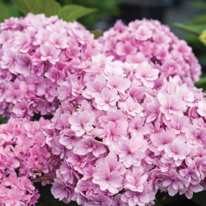 Hydrangea macrophylla 'Hydrsprdow' Double Down®
