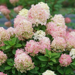 Hydrangea paniculata 'SMNHPK' Fire Light Tidbit® PP32512