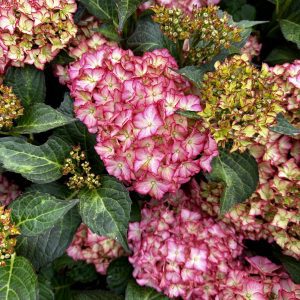 Hydrangea macrophylla 'HORTHAMP' Seaside Serenade® Hamptons PP29005