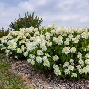 Hydrangea paniculata 'Bailpanone' Little Hottie® PP32549