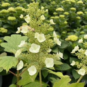 Hydrangea quercifolia 'Bocotoso' Toy Soldier™ PPAF