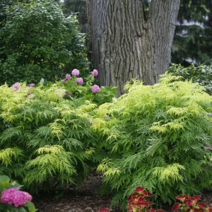 Sambucus racemosa 'SMNSRD4' Lemony Lace® PP26613