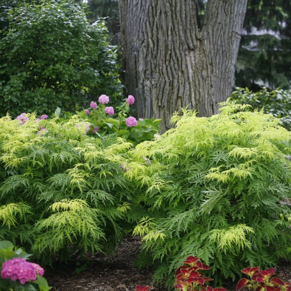 Sambucus racemosa 'SMNSRD4' Lemony Lace® PP26613