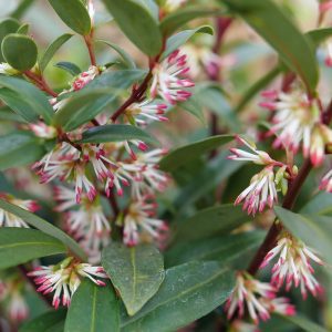 Sarcococca hookeriana 'Purplerij1' Sweet & Lo™