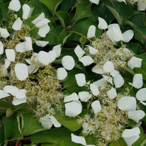 Schizophragma hydrangeoides 'Minsnow3' Flirty Girl® PP31720