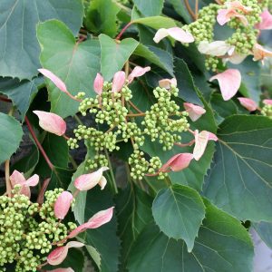 Schizophragma hydrangeoides 'Minsens' Rose Sensation™