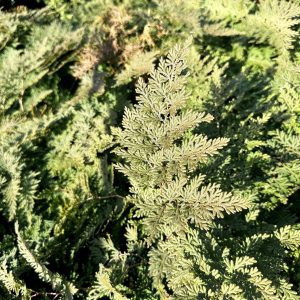Selaginella braunii