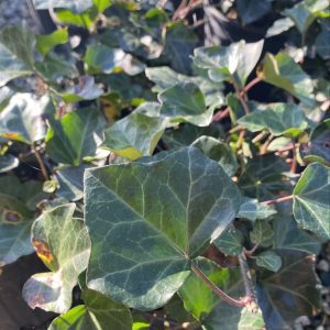Hedera helix