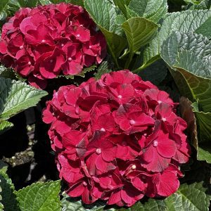 Hydrangea macrophylla 'Hokomaburlac' Cherry-Go-Round™ PPAF