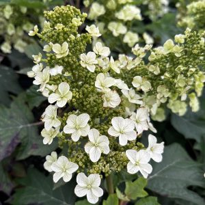 Hydrangea quercifolia 'Munchkin'