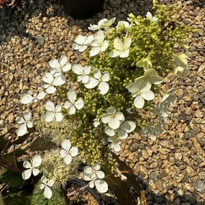 Hydrangea quercifolia 'Pee Wee'
