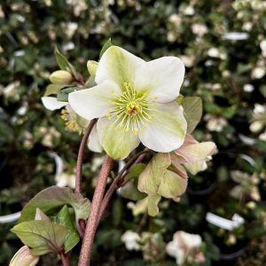 Helleborus Frostkiss® 'Molly's White' PP25685