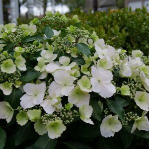 Hydrangea x 'USHYDO405' Fairytrail Bride® PP31120