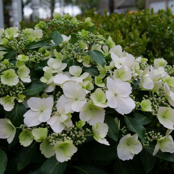 Hydrangea x 'USHYDO405' Fairytrail Bride® PP31120