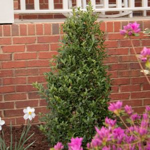 Ilex x 'RutHol4' Arrow Point® PP32759
