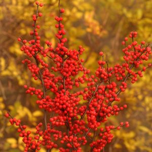 Ilex verticillata 'Spravy' Berry Heavy®