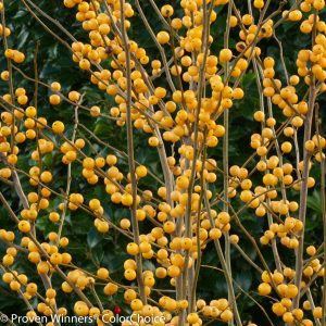 Ilex verticillata 'Roberta Case' Berry Heavy® Gold
