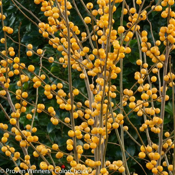 Ilex verticillata 'Roberta Case' Berry Heavy® Gold