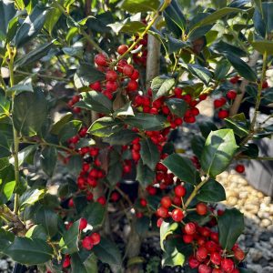 Ilex x 'Carolina Sentinel'