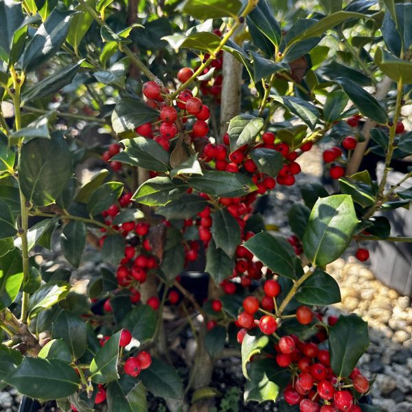 Ilex x 'Carolina Sentinel'