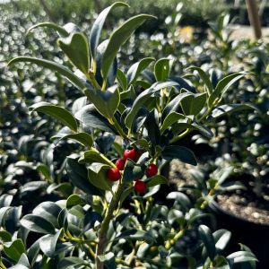 Ilex x 'Cherry Bomb'
