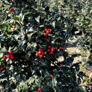 Ilex x 'Dragon Lady'
