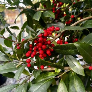 Ilex x attenuata 'Eagleston'