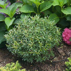 Ilex glabra 'SMNIGAB17' Gem Box® PP27554
